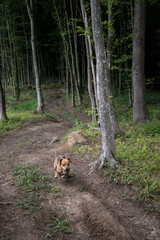 Dogs playing in forest