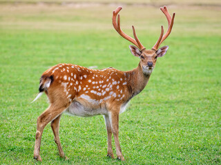 beautiful deer on a background of green grass