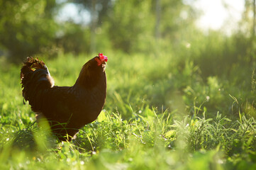 Black rooster walks in the grass in the rays of the setting sun