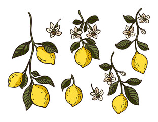 Juicy yellow lemon vector illustration set. Vitamin fresh fruit natural organic plant collection. Tropical vegetarian healthy nature art.