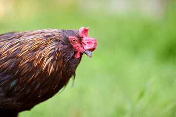 Head of a black rooster on a green background. Close-up