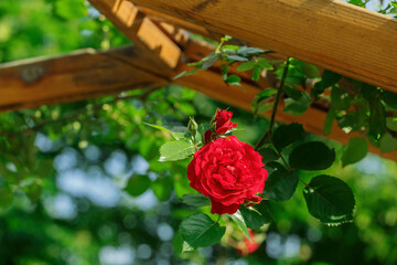 Bright red rose on the background of a wooden pergola