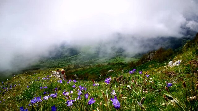 Flower fields, fast flying clouds in mountain landscape. Timelapse video