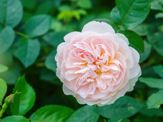 A big colorful peony rose in the summer garden