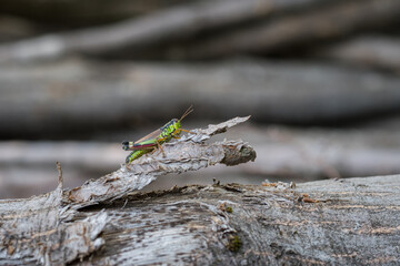 Grasshopper, Nasice, Croatia