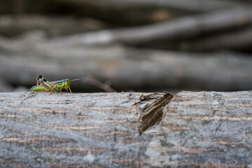 Grasshopper, Nasice, Croatia