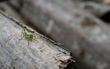 Grasshopper, Nasice, Croatia