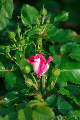 A small rose flower in the garden by a warm summer evening
