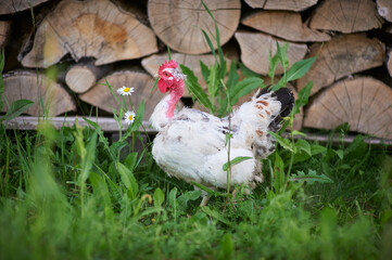 A white hen with a bare neck walks in the yard near stacked firewood