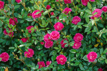 A bush of roses full of red-pink small flowers