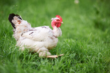 a white hen with a bare neck runs fast on the green grass