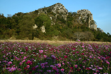 Bergkette und Blumenwiese in der Provinz Saraburi, Thailand
