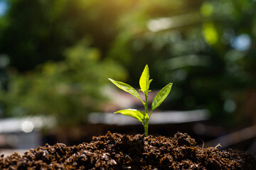 Plant, Seedlings grow in soil with sun light. Planting trees