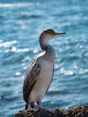 Joven ejemplar de cormorán moñudo (Phalacrocorax aristotelis)