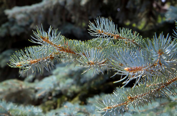 Spruce branches close-up.