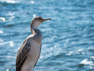 Joven ejemplar de cormorán moñudo (Phalacrocorax aristotelis)