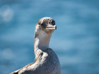 Joven ejemplar de cormorán moñudo (Phalacrocorax aristotelis)