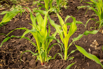 Young green stalk of corn in a cornfield. Growing cereals on your own land. Enjoyable and profitable farming.