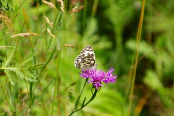 Schmetterling