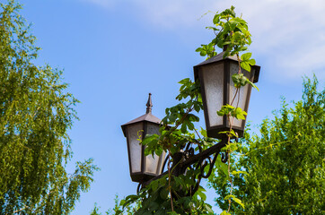 Street lantern braided with wild grapes.