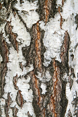 Birch bark close-up.