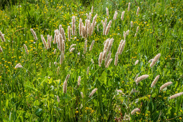 Flowering of cereal grasses in a meadow.