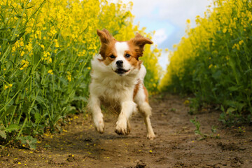 beautiful brown and white krom dog is running in a track of a yellow rape seed field