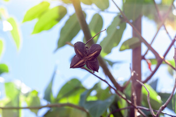 Dry seeds of Sacha inchi, Sacha mani, Inca peanut or Plukenetia volubilis hanging on tree is a herb and cosmetics.