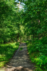 Fototapeta na wymiar Weg in den Diersfordter Wald im Sommer