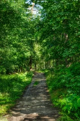 Fototapeten Weg in den Diersfordter Wald im Sommer © hespasoft