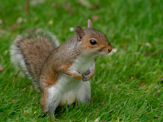 Naklejka na ściany i meble Squirrel on the Hunt for nuts.
