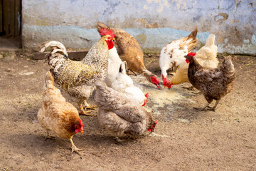 Domestic bird. Rooster, chickens and ducks eat in the barnyard. Good pet food is the key to healthy offspring and productivity.