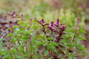 Green and purple field basil with stems, leaves. Fresh herbs for spices and cooking.