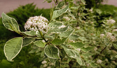 Derain flowers white