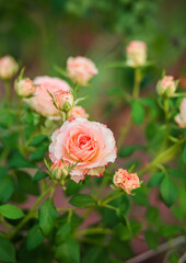 Beautiful roses in the garden, growing different varieties of flowers.