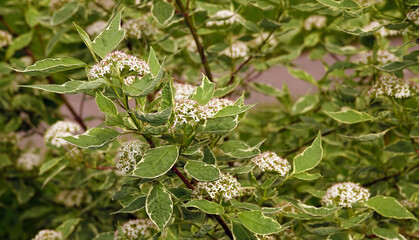 Derain flowers white