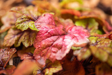 Jardin de l'hôtel Dieu