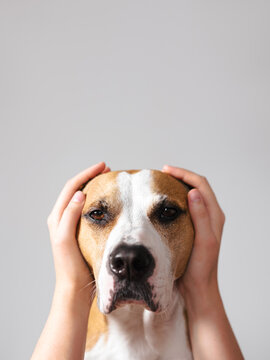 Portrait of a dog with ears covered up with human hands. Scared, frightened pets on holidays and July 4th