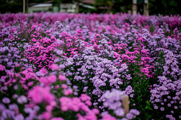 Obraz premium Fresh Margaret flower field garden at the mountain.