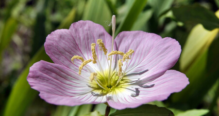 Flowers donkey beautiful
