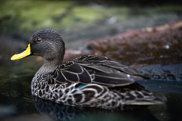 Close up of yellow-billed duck swimming in a lake. A common resident and nomad through Africa’s freshwater wetlands