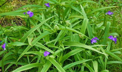 Flowers Tradescantia