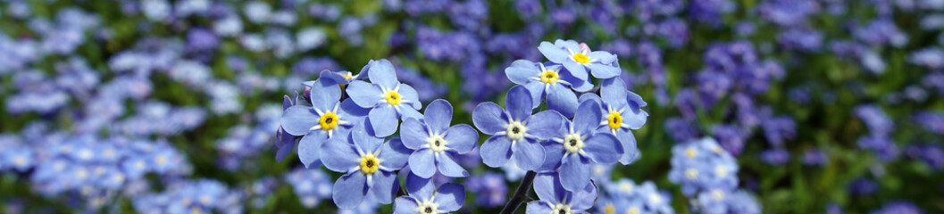 Flowers "Forget-me-not marsh" with blue flowers