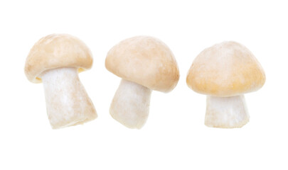 Mushroom Calocybe gambosa on a white background.