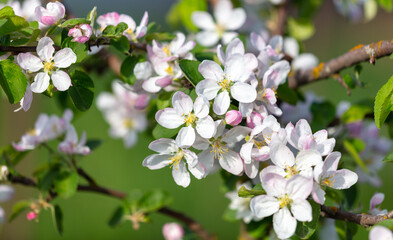 Fototapeta premium Flowers on the branches of an apple tree in spring.