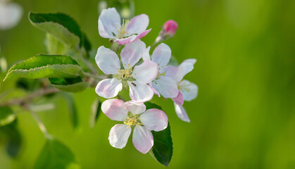 Obraz na płótnie Canvas Flowers on the branches of an apple tree in spring.