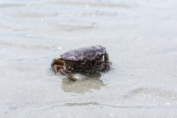 The crab on the Bangsaen beach.