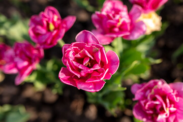 Tulip flowers in the park in nature.