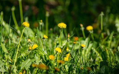 Yellow dandelions in the park