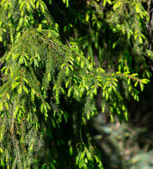Coniferous tree in the park